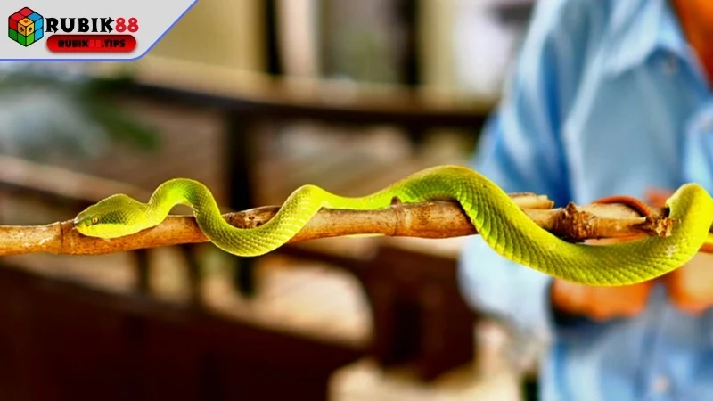 Phân tích ý nghĩa giấc mộng 